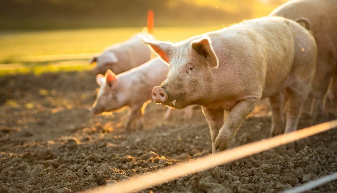 Genética porcina: la apuesta colombiana por granjas más productivas y resistentes