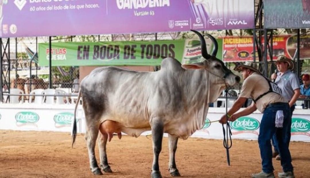 Sincelejo apuesta 500 millones en feria ganadera que reunirá 800 bovinos y equinos