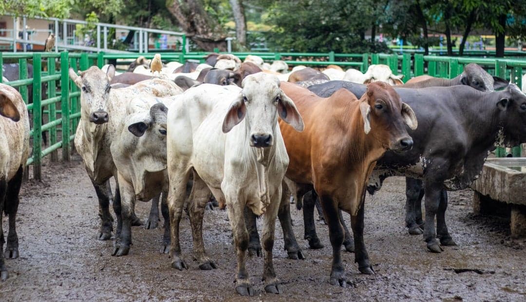Ganaderos tienen plazo vencido: deben migrar a Sinigán 6 antes del 20 de abril
