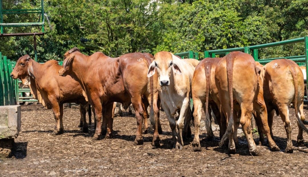 Alerta: 7,4 millones de reses sin registro de vacunación contra aftosa en Colombia