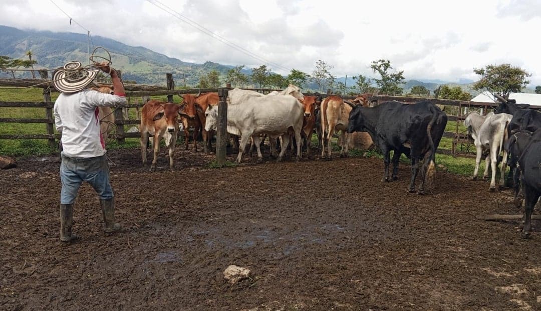 Porcinos disparan sacrificio en Colombia con crecimiento de dos dígitos; vacunos avanzan lentamente