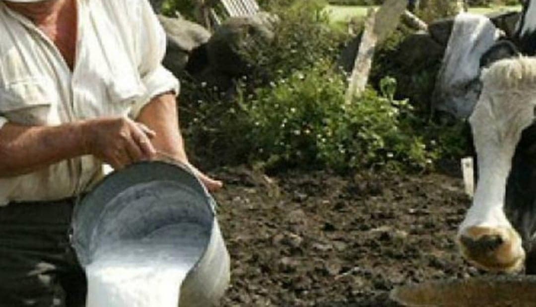 Productores de leche denuncian que precios no acompañan el alza de costos