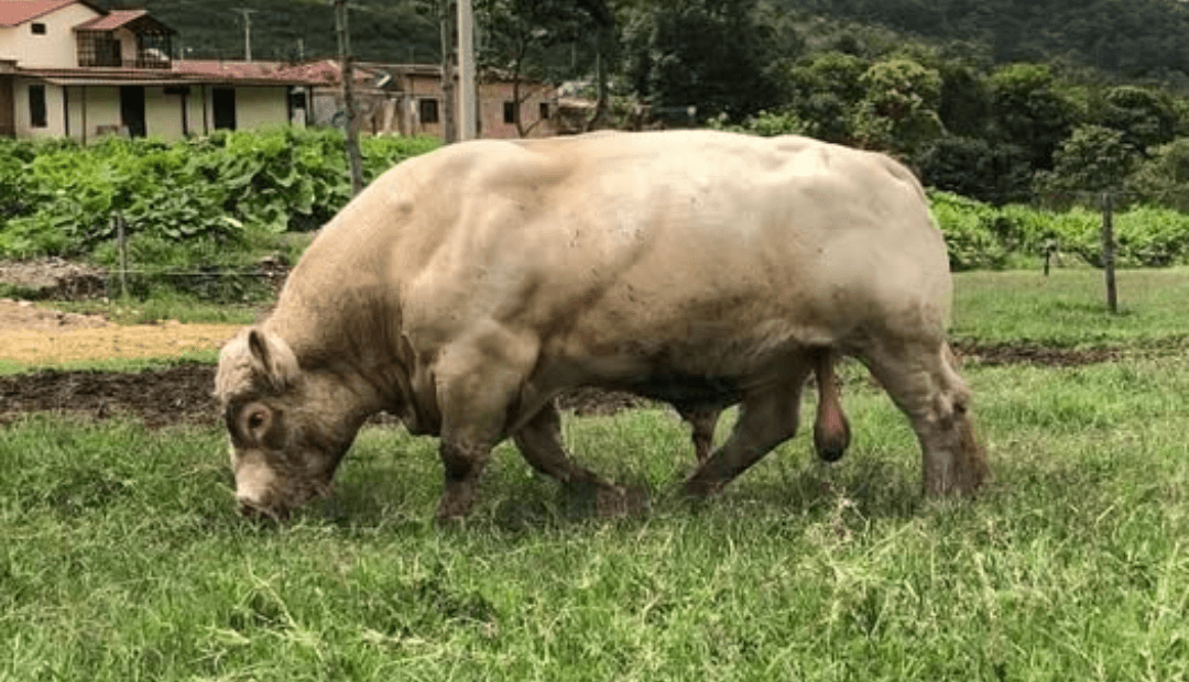 Charolais gana terreno en Colombia: eficiencia ganadera que atrae inversores