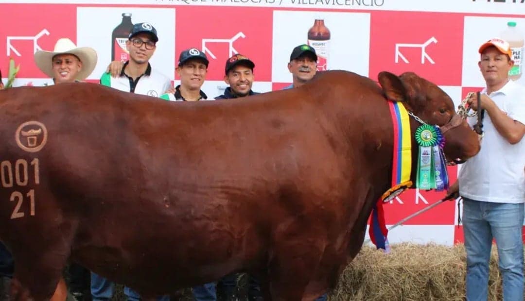 Senepol consolida su dominio en ganadería de carne con nuevo campeón y números que hablan por sí solos
