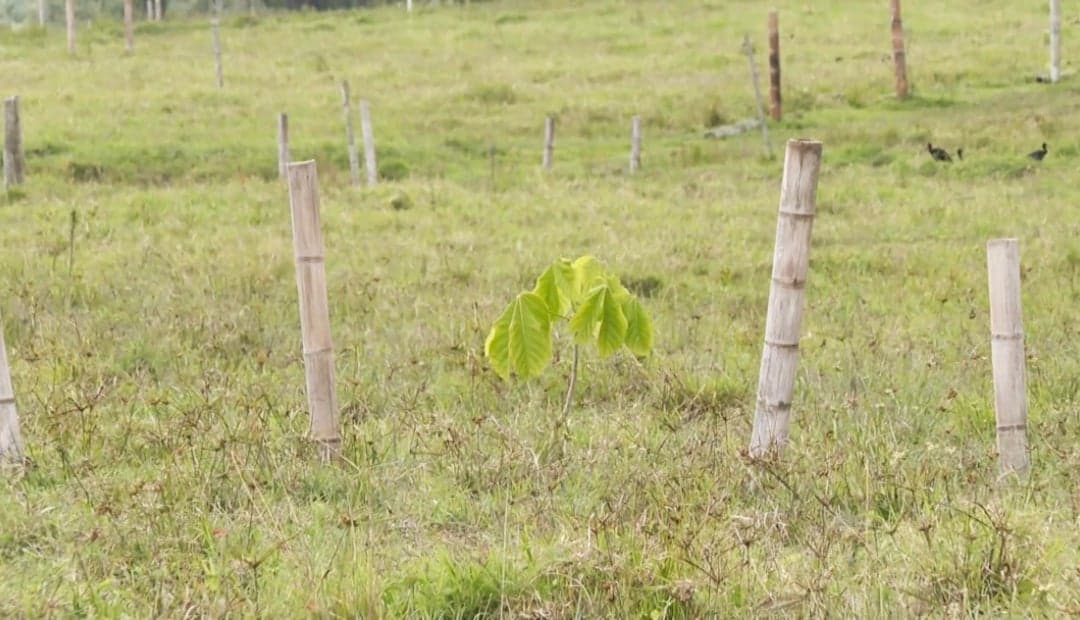 Ganadero en Valle del Cauca protege fuentes de agua con reforestación en su finca