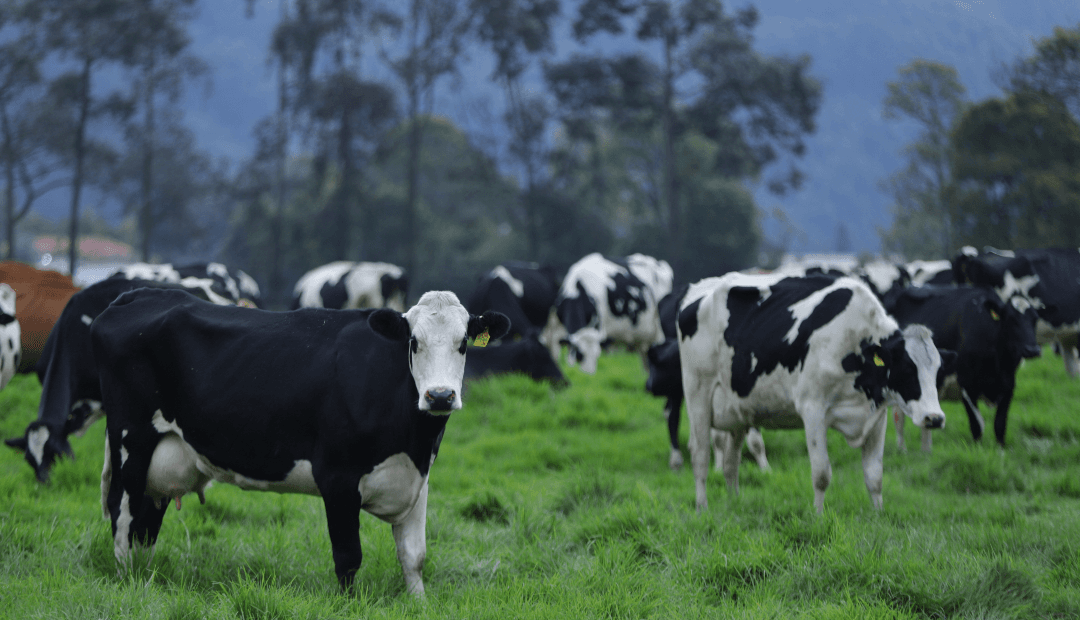 Récord de importación de leche en polvo: 77.605 toneladas en 2025, un 24,7% más que el año anterior