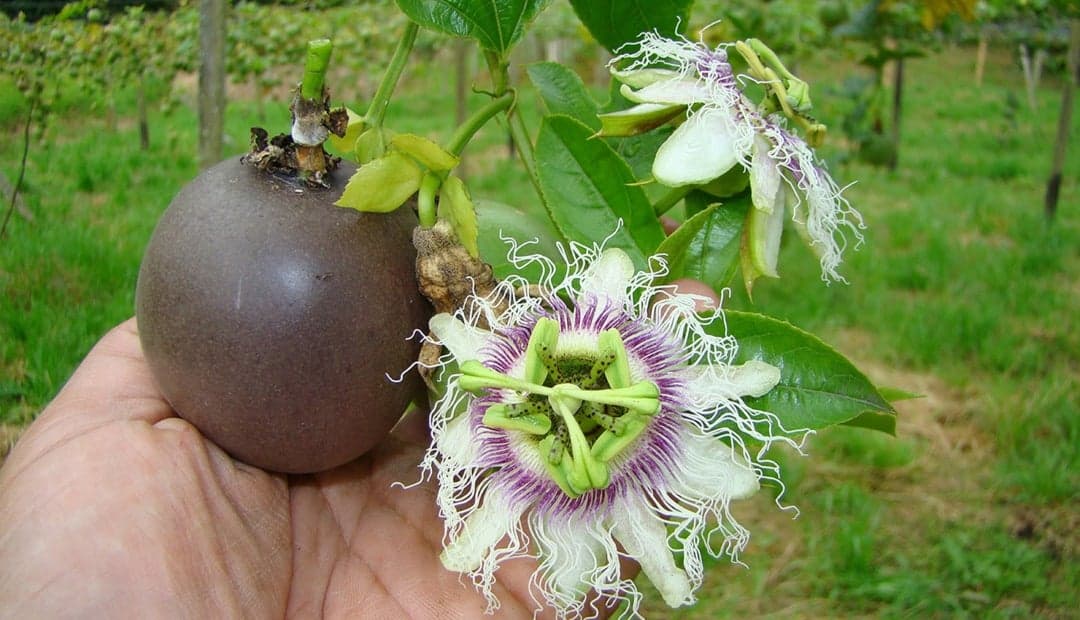 Falta de nitrógeno reduce hasta 91% el desarrollo de la gulupa, según estudio de la Unal