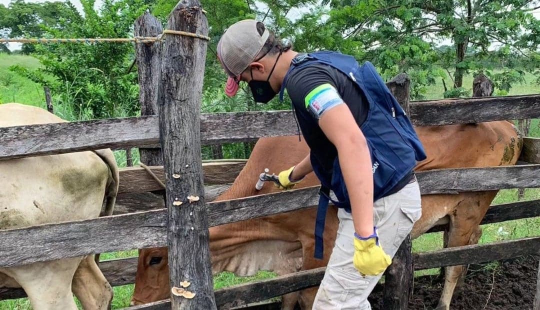 Ganadería colombiana alcanza récord: 29,4 millones de bovinos vacunados contra aftosa