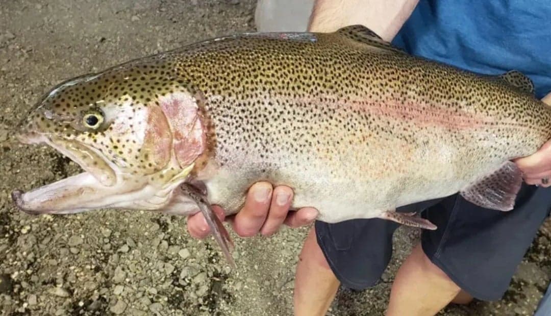 ICA decreta cuarentena en laguna de Nariño por virus en truchas nunca visto en Colombia