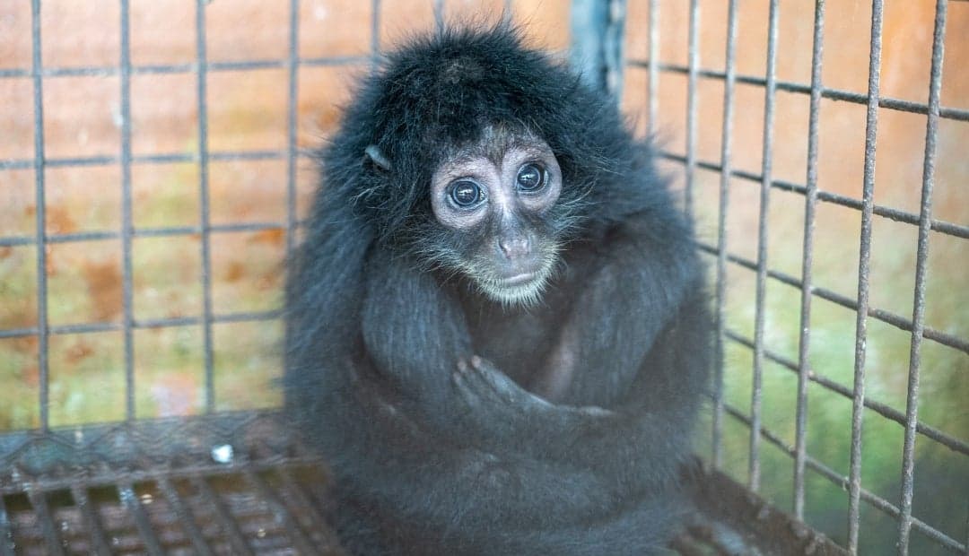 Las CAR atendieron 40.000 animales en 2025, pero el cuidado permanente de la mitad agobia las finanzas