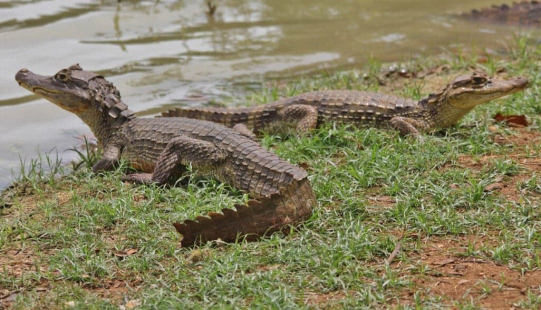 CVC tranquiliza a Bugalagrande tras avistamiento de babilla: "está en su hábitat natural"