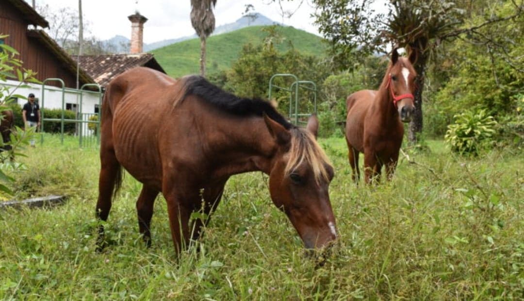 Universidad de Antioquia adopta caballos retirados de carrozas turísticas en Cartagena