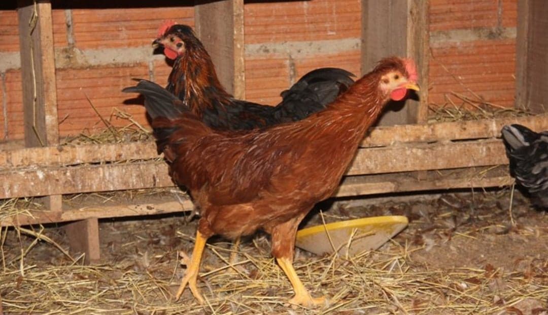 Detectan influenza aviar en Meta: ICA activa protocolos para contener el brote