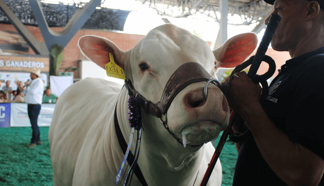 Charolais: la raza que gana peso más rápido y atrae a ganaderos colombianos