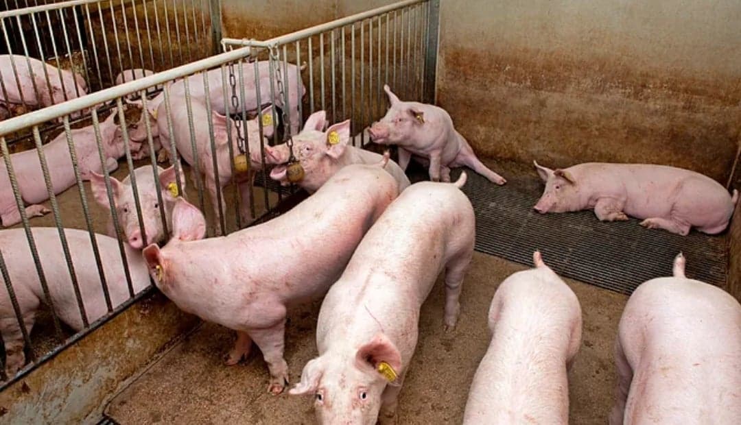 Gigantes chinos de la carne de cerdo exportan sus "rascacielos para cerdos" al mundo