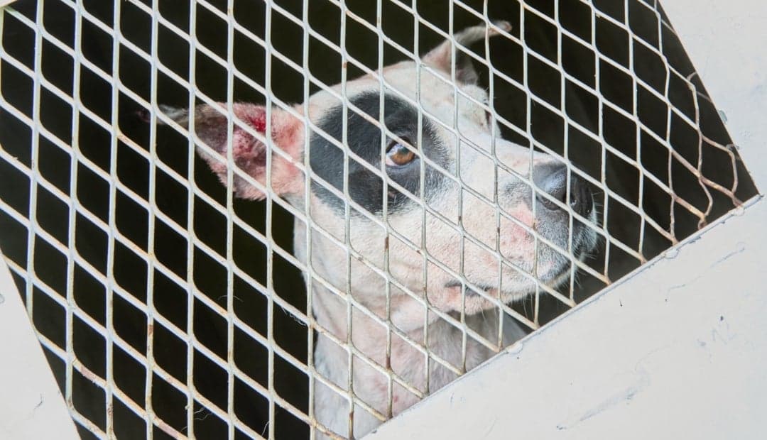 Fiscalía desmanteló red internacional de peleas ilegales de perros que operaba en La Calera