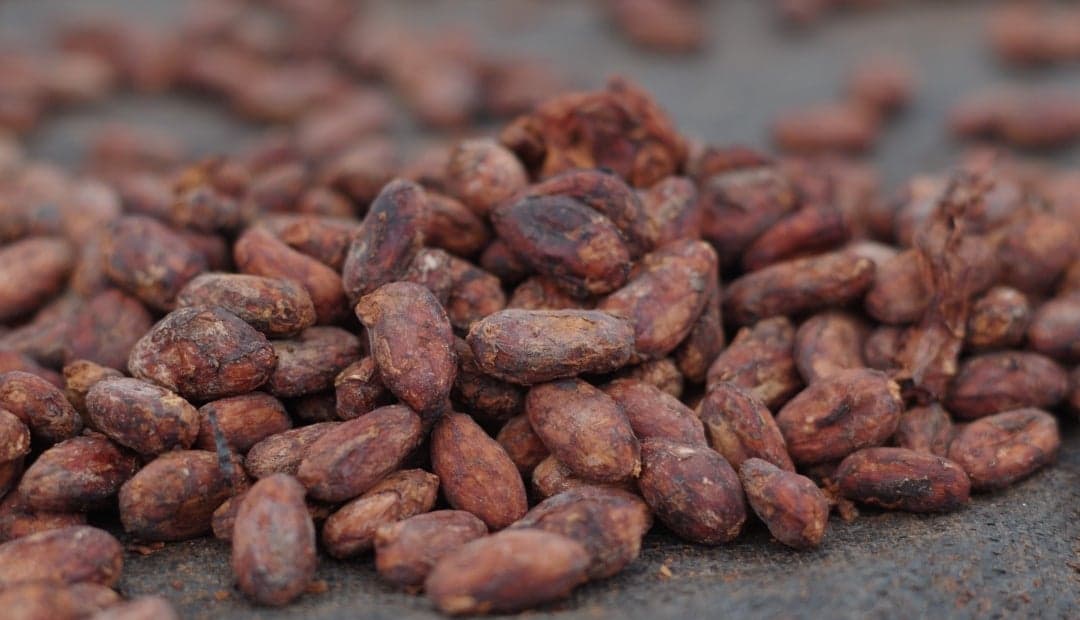 Cambio climático amenaza un quinto de las zonas cacaoteras de Colombia para 2050