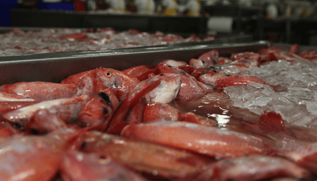 Pescado colombiano resiste: exportaciones suben 11,6% pese a aranceles en EE.UU.