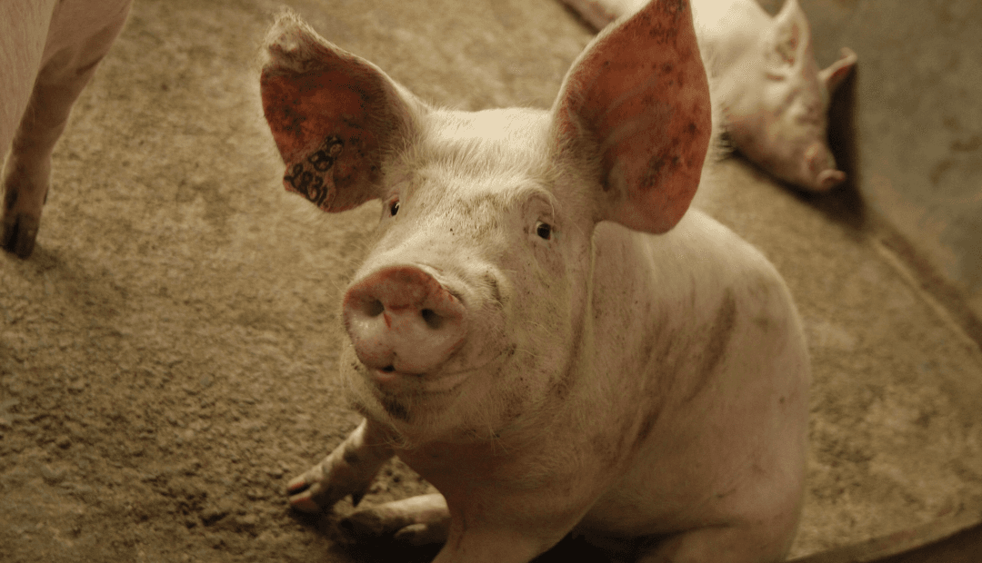 Bioseguridad en granjas porcinas: entre la disciplina humana y la tecnología avanzada