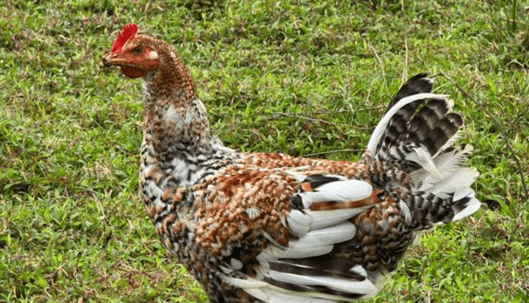 ICA refuerza controles sanitarios en Urabá por riesgo de influenza aviar en aves
