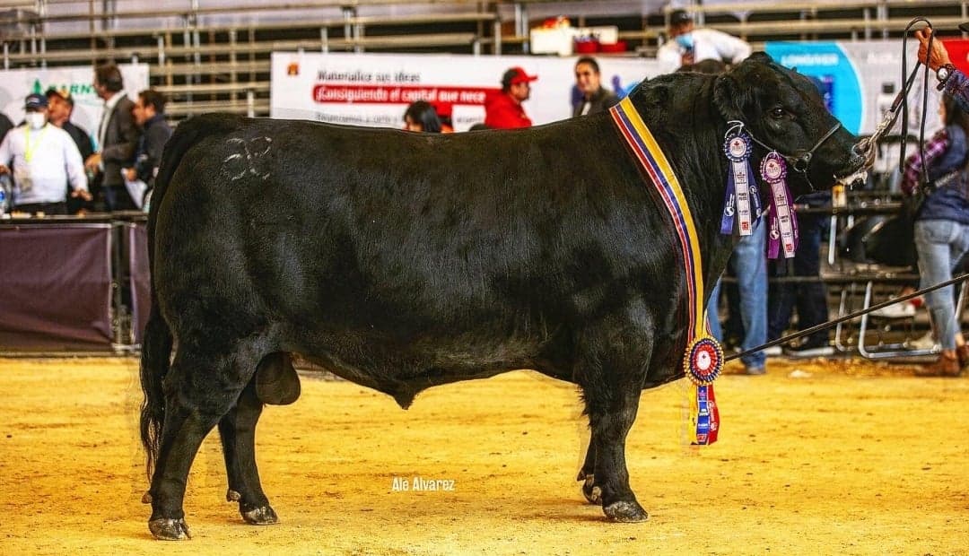 Colombia albergará el Mundial Brangus 2030: apuesta por modernizar la ganadería