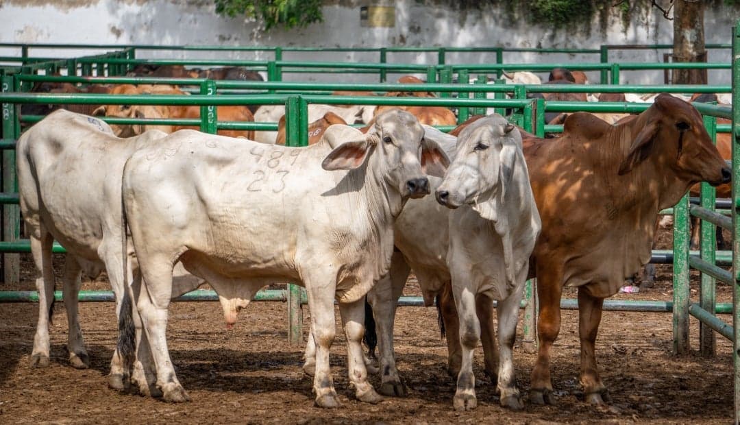 Congreso aprueba ley para ganadería sin deforestación y con trazabilidad de carne