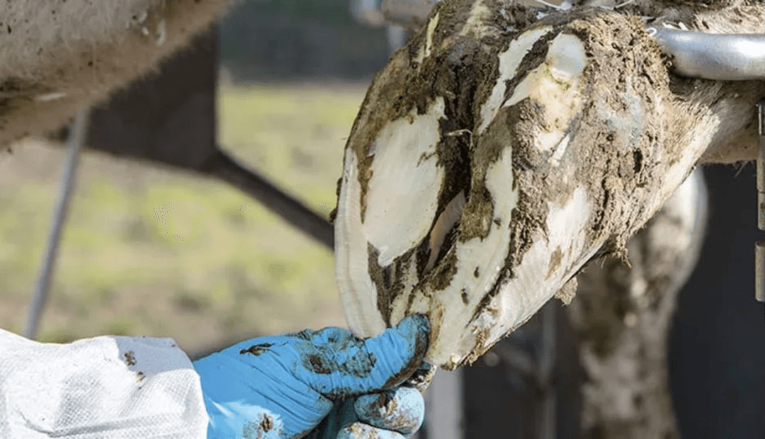 Podología bovina: la especialidad que protege ganancias en ganadería colombiana