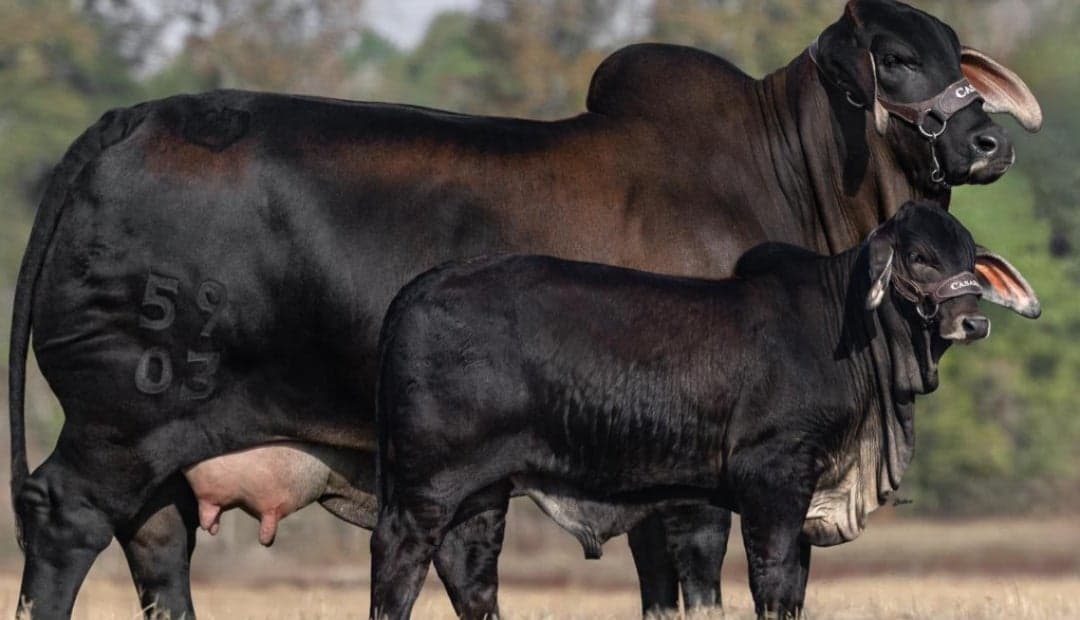 Alepecuaria importa primer brahman negro para revolucionar la ganadería tropical colombiana