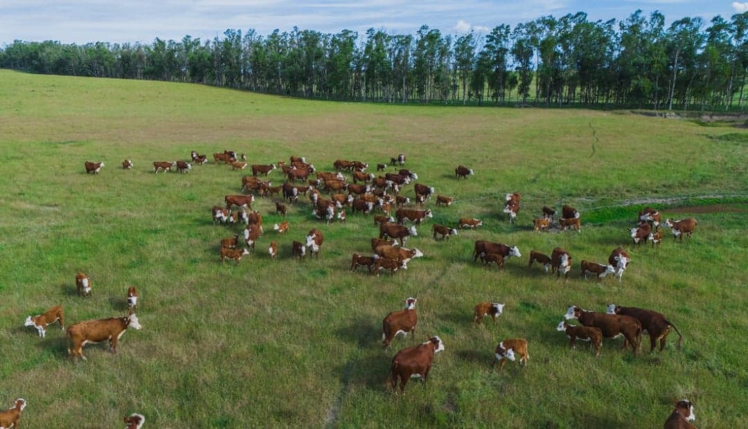 Minerva Foods avanza en trazabilidad para carne sin deforestación y competir en mercados globales