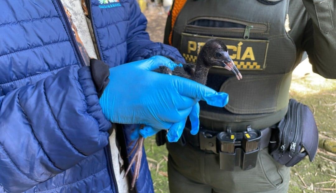 El ibis negro conquista Sumapaz: de especie rara a visitante frecuente en pueblos y ciudades