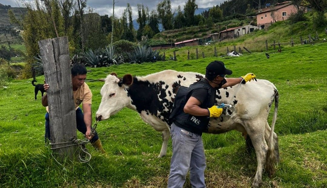 Colombia inmunizó 14,4 millones de bovinos contra fiebre aftosa en primer mes de campaña