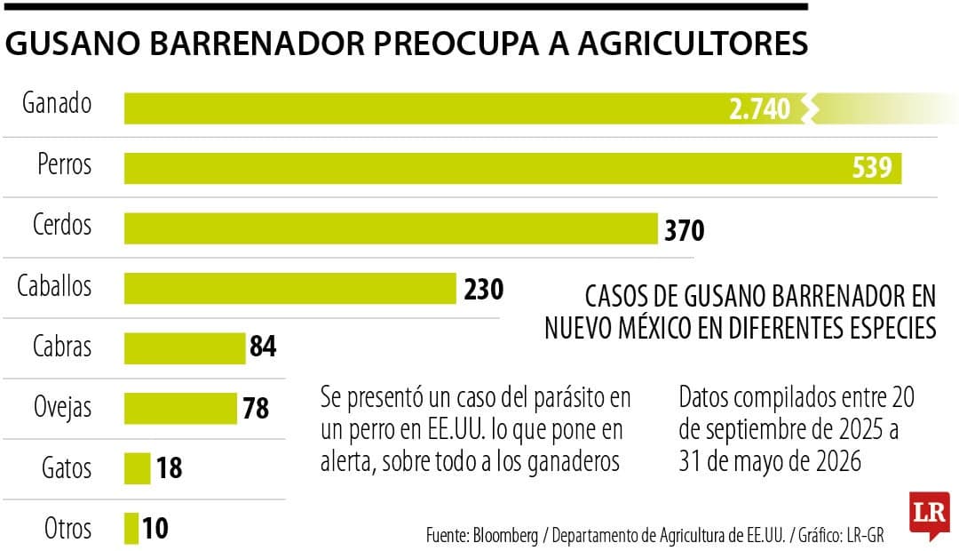 Gusano barrenador reaparece en EE.UU.: alertan sobre riesgo más allá del ganado