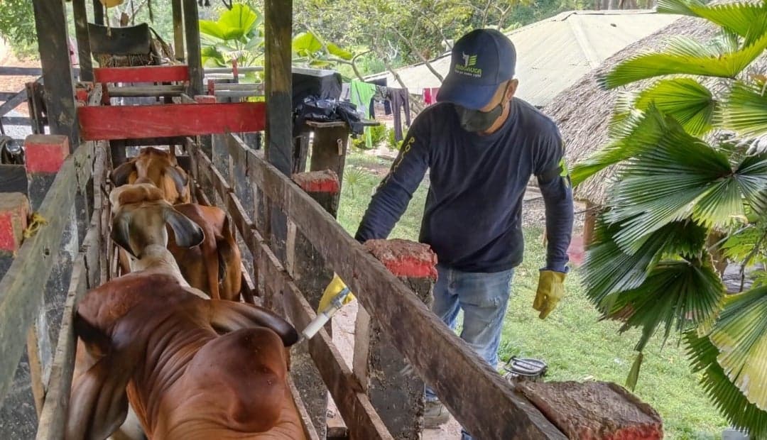 Ganadería colombiana alcanza 77% de inmunización contra aftosa en primer ciclo