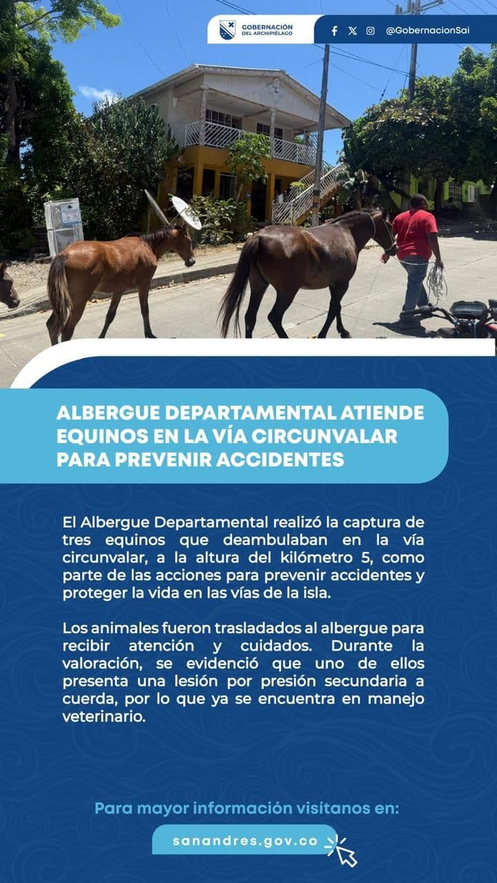 San Andrés rescata tres caballos que vagaban en la vía circunvalar