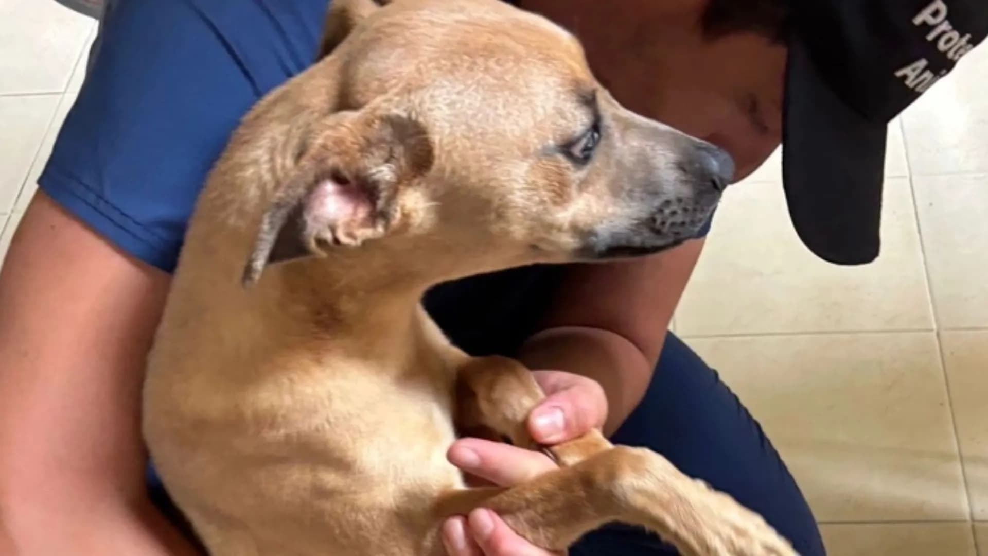 Crece alerta por maltrato animal en Cali: Uaepa rescata dos perritas en estado crítico