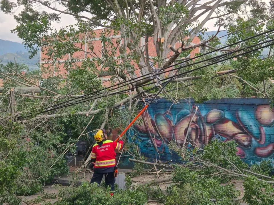 Árbol colapsó en parqueadero de Bello y dañó vehículos en plena hora pico