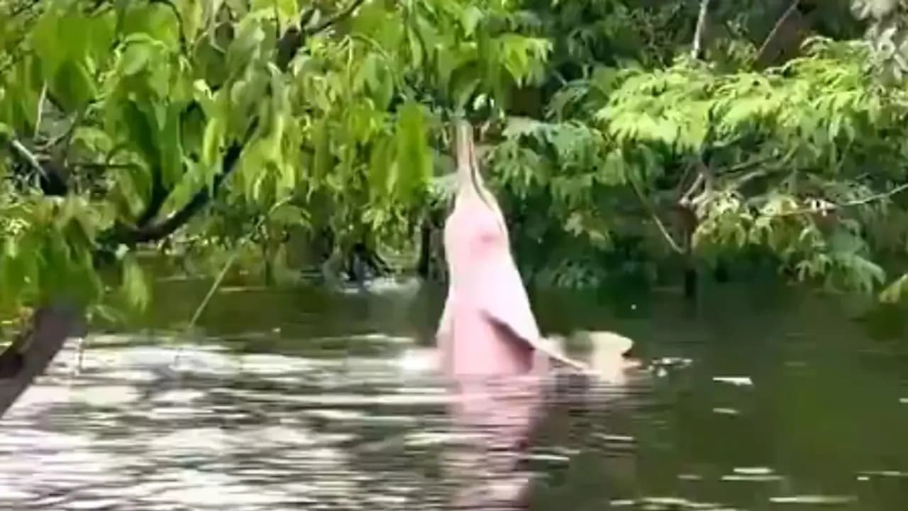 El delfín rosado del Amazonas nos enamora y nos advierte: la especie se extingue