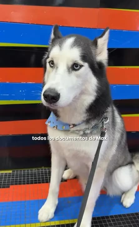 Avianca deja varada a periodista y su perro en Bogotá por un documento que no necesitaba