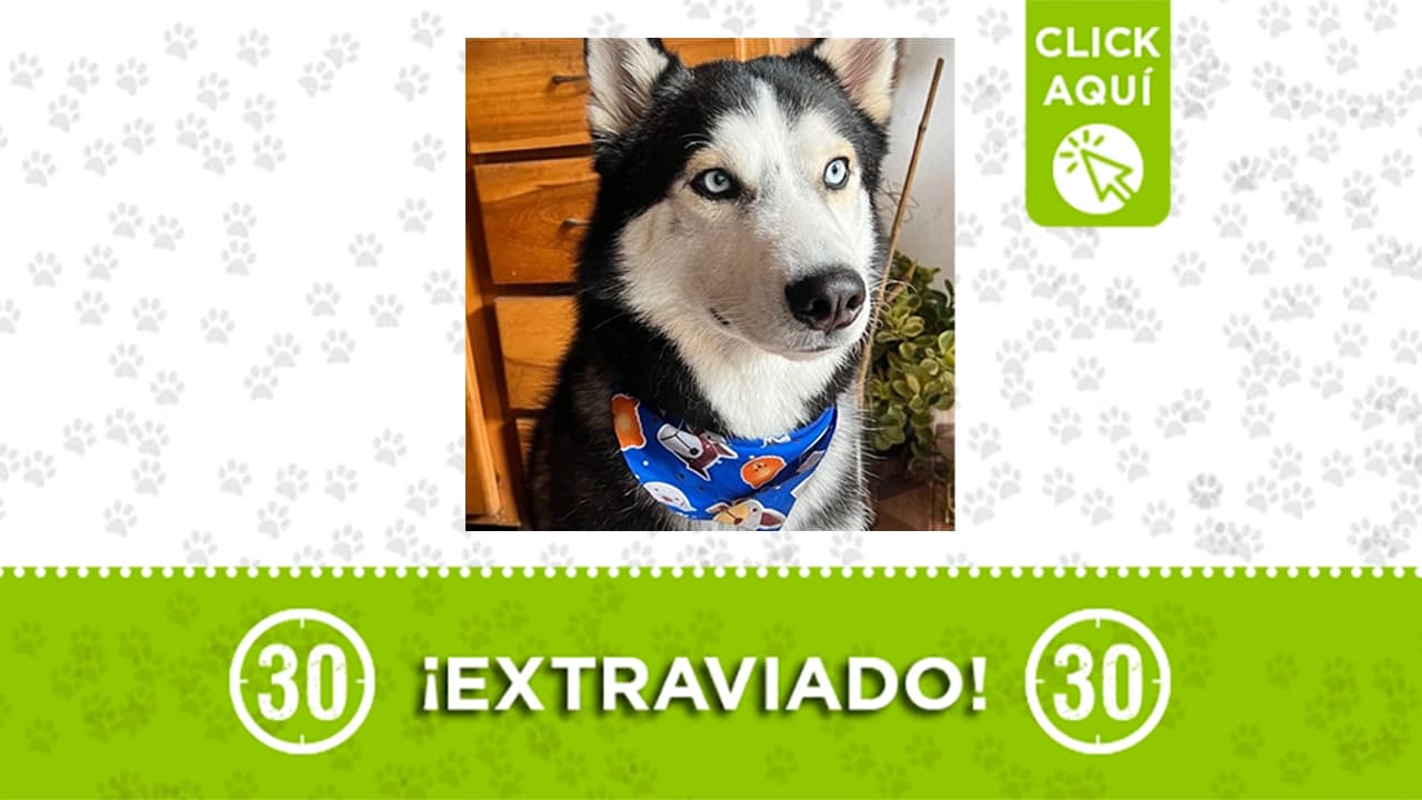 Maxi, el husky robado en Medellín, regresó a casa gracias a la solidaridad