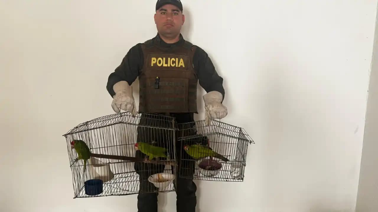 Autoridades rescatan seis aves silvestres en Fredonia, Antioquia por tenencia ilegal