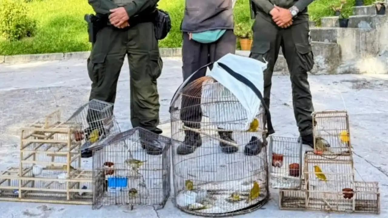 Policía rescata decenas de animales silvestres en operativos contra el tráfico en Antioquia