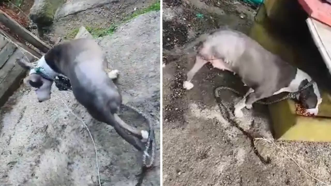 Perrita amputada y abandonada en Bogotá clama por ayuda veterinaria urgente