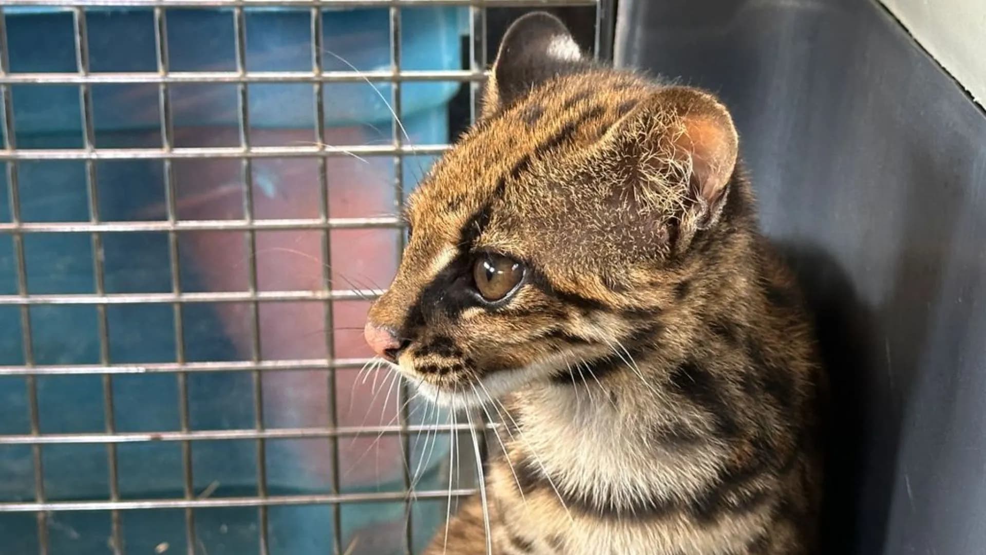 Ocelote hembra vuelve a la selva después de meses de recuperación en Antioquia