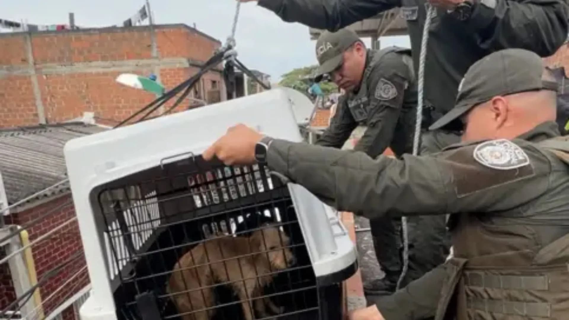 Rescatan tres perros en estado crítico en Cali y aplican por primera vez la Ley Ángel