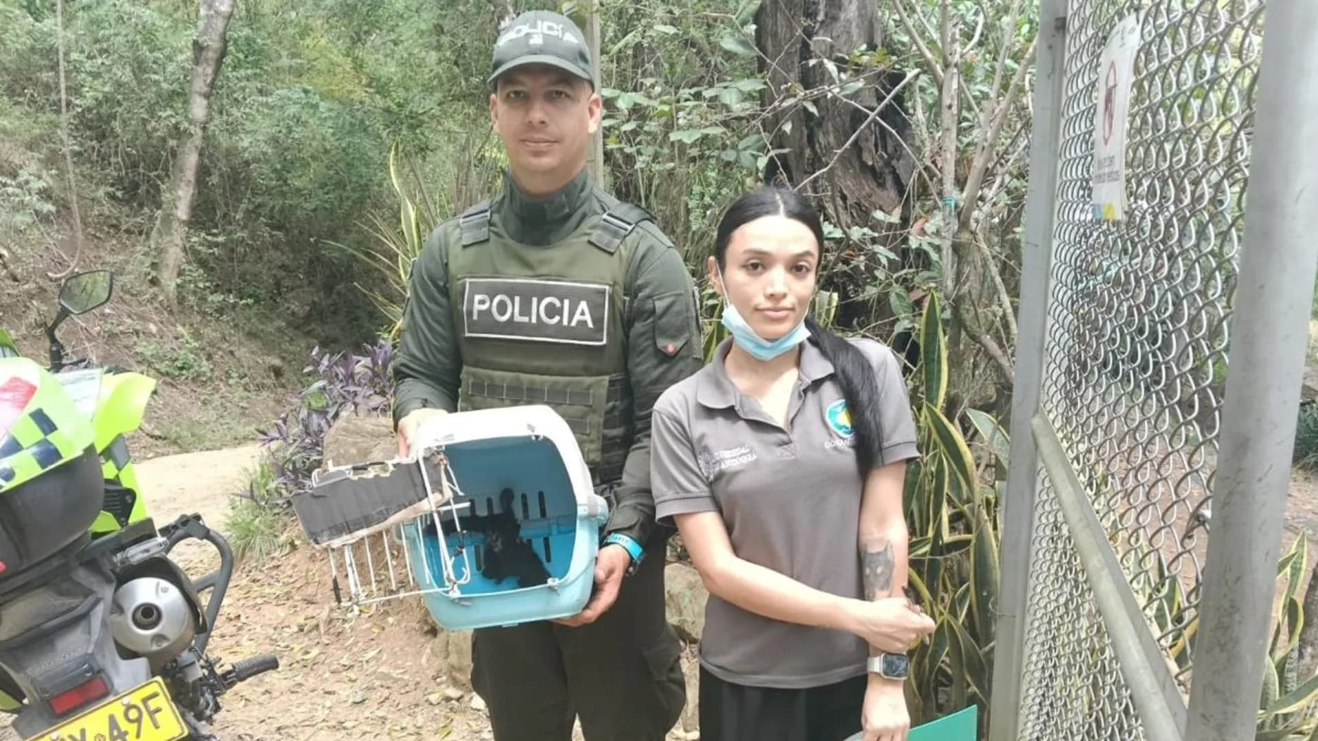 Autoridades incautan 15 cerdos y un ave silvestre en operativos ambientales en Antioquia