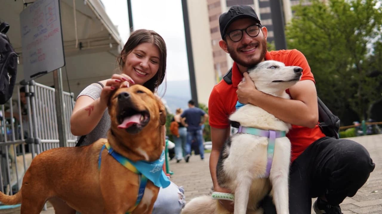Medellín abre sus puertas a 1.800 perros y gatos en espera de familia este domingo