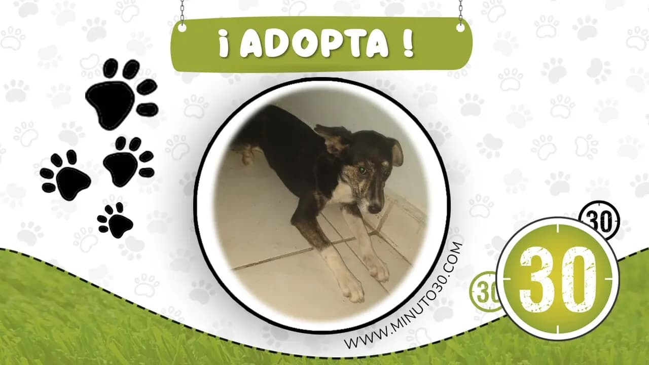 Cachorrita de tres meses abandonada busca familia que le enseñe a confiar nuevamente