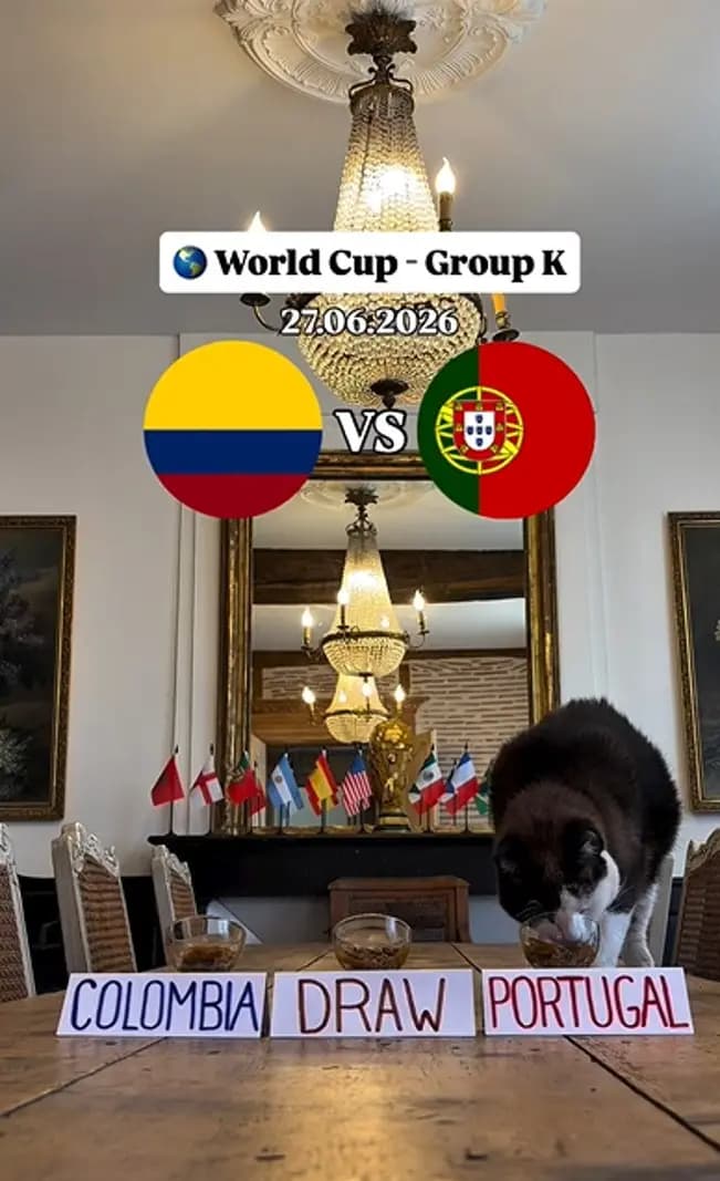 Nimbus el gato vuelve a jugar de vidente: esta vez apuesta por Portugal contra Colombia