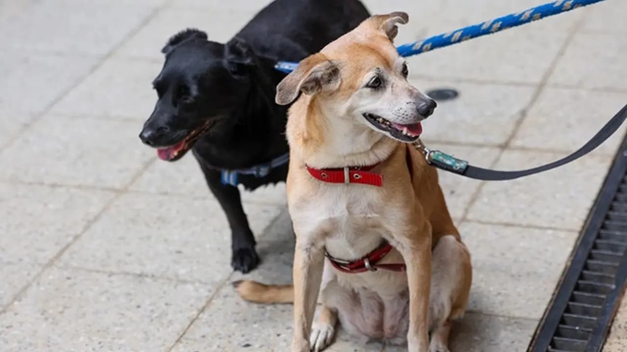 Cali en crisis: más de 400 animales abandonados desbordan el Centro de Bienestar Animal