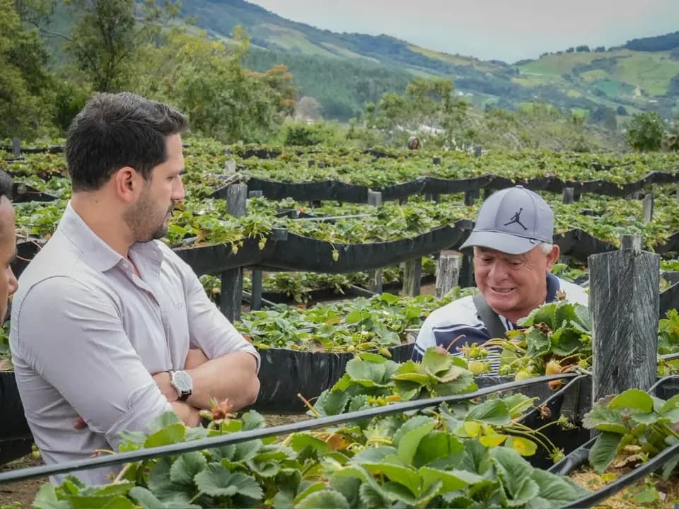 Sonsón multiplica su producción de fresa: de 40 a 400 toneladas en tres años